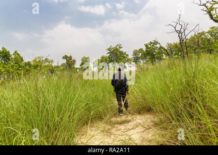 Nepali Mann Wandern Obwohl hohes Elefantengras in Chitwan Nationalpark Kasara Chitwan, Nepal, Asien Stockfoto