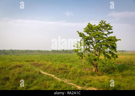 Wanderweg neben einem großen einzigen Baum, in dem Gefilde der Chitwan National Park, Kasara Chitwan, Nepal, Asien Stockfoto