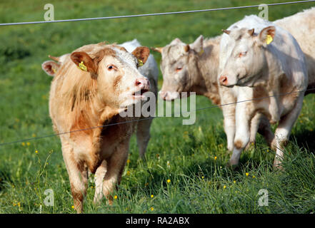 24.04.2018, Hessen, Etzean, Deutschland, Rinder auf der Weide hinter einem Elektrozaun. 00 S 180424 D410 CARO.JPG [MODEL RELEASE: NICHT ZUTREFFEND, EIGENTUM Stockfoto