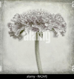 Single Kissen Blumen scabiosa kolumbarien "Schmetterling Blau", Digitale Kunst Bild Stockfoto