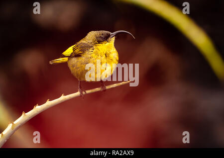 Weibliche Yellow-bellied Sunbird (Cinnyris Venustus) in einem kaktusgarten in der Serengeti. Manchmal ist die variable Sunbird genannt. Stockfoto