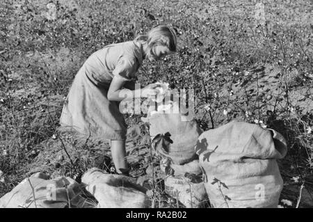 J.A. Johnson's älteste Tochter Kommissionierung Baumwolle Cotton Field, Statesville, North Carolina. Er ist ein Pächter, arbeiten über zehn Hektar, erhält die Hälfte der Baumwolle, muss für die Hälfte des Düngers zu bezahlen. Der Vermieter erbringt Lager und Werkzeuge. Jugendmädchen Kommissionierung Baumwolle, ca. 1939 Stockfoto