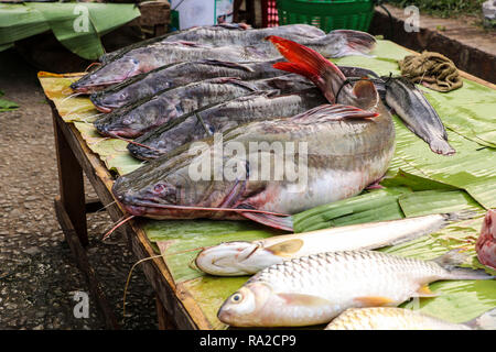 Frisch gefangener Wels auf Banana Leaf in einem Fischmarkt, Luang Prabang, Laos Stockfoto