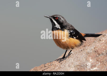 Drakensberge Rockjumper Stockfoto