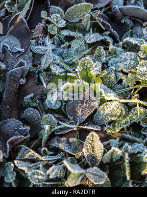 Detail der vielen verschiedenen Tiefkühl- und gekühlte frische Blätter auf dem Boden in Frosted hoar Frost bedeckt ein kaltes Winter morgen Stockfoto