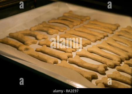 Weihnachtsplätzchen für Hunde in Knochenform Backen im Ofen Stockfoto