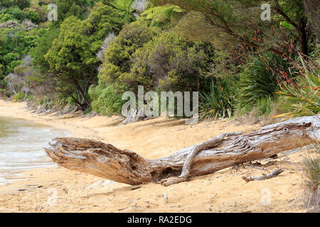 Driftwood geformt wie ein prähistorischer Reptilien, Te Pukatea Strand, Abel Tasman National Park. Stockfoto