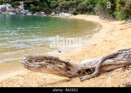 Driftwood geformt wie ein prähistorischer Reptilien, Te Pukatea Strand, Abel Tasman National Park. Stockfoto