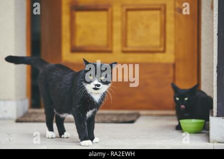 Zwei inländische schwarze Katzen vor der Tür des Hauses. Stockfoto