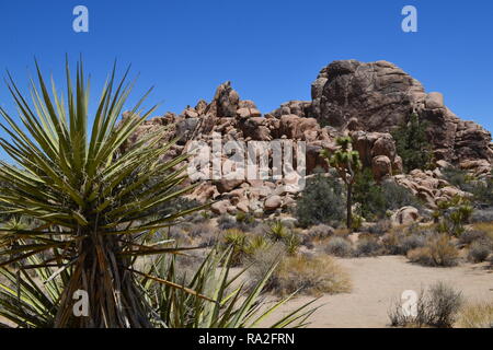 Monzogranite rock Piles, yuccapalmen und Joshua Bäume an einem heissen Sommertag in der Joshua Tree National Park, 4. Juli 2018 Stockfoto