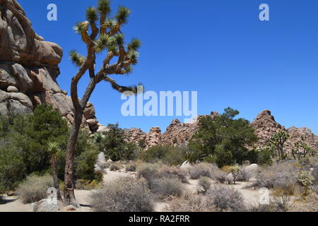 Monzogranite rock Piles, yuccapalmen und Joshua Bäume an einem heissen Sommertag in der Joshua Tree National Park, 4. Juli 2018 Stockfoto