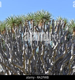 Kanarischen Inseln Drachenbaum Dracaena Draco Stiele und Blätter Stockfoto