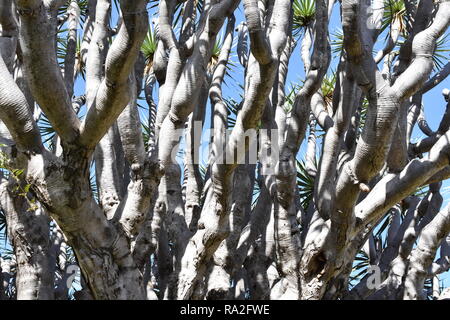 Kanarischen Inseln Drachenbaum Dracaena Draco Stiele und Blätter Stockfoto