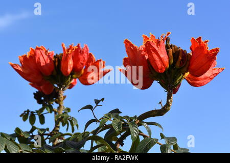 Rote Blumen auf eine Afrikanische Tulpenbaum Spathodea campanulata Stockfoto