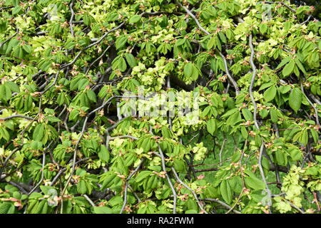 Blühende Weinen Wych Elm Ulmus glabra Pendula Stockfoto