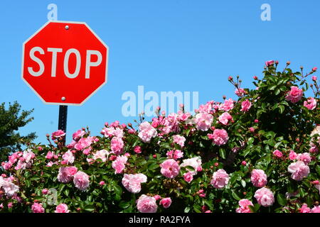 Genießen Sie den Duft der Rosen Stockfoto