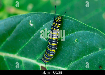 Monarch butterfly Caterpillar (danaus Plexippus) Fütterung auf eine Krone Blume Pflanze (Calotropis gigantea) - Pembroke Pines, Florida, USA Stockfoto