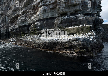 Felsformationen auf der Insel Noss in der schottischen Shetland-Inseln auf einem hellen, sonnigen Tag mit Tausenden von nistenden Vögel gefüllt Stockfoto