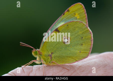 Beger ist getrübt gelben Schmetterling, (Colias sareptensis) Nationalpark Abruzzen, Italien Stockfoto