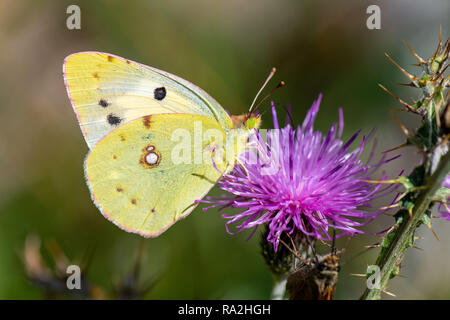 Beger ist getrübt gelben Schmetterling, (Colias sareptensis) Nationalpark Abruzzen, Italien Stockfoto