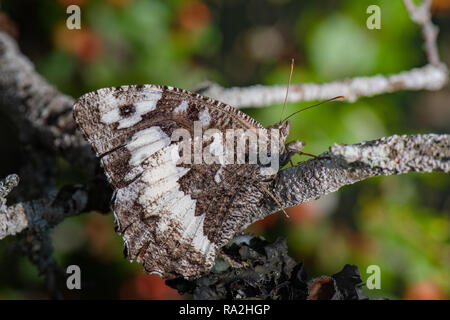 Große gebändert Äsche Schmetterling (Brintesia Circe) Vallone di Pesco Lordo Stockfoto