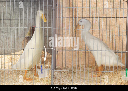 Indian Runner Enten in einem Käfig Stockfoto