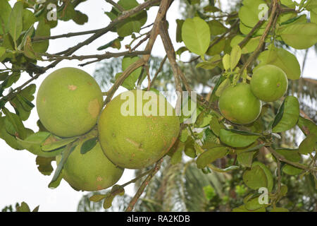 Grapefruit hängen am Baum/Grapefruit tree/Pomelo hängen am Baum/Pomelo tree/Grapefruit Baum mit Früchten closeup/Pomelo Baum mit Früchten cl Stockfoto