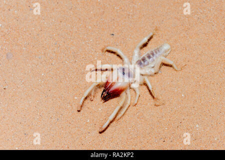 Ein Kamel Spinne in der UAE Desert durchstreift die Sanddünen. Stockfoto