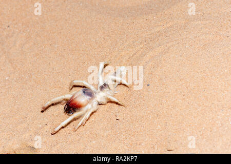 Ein Kamel spider Patrouillen der Sand in der Ras Al Khaimah Wüste. Stockfoto