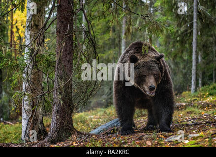 Brauner Bär in den Wald. Wissenschaftlicher Name: Ursus arctos. Natürlicher Lebensraum. Stockfoto