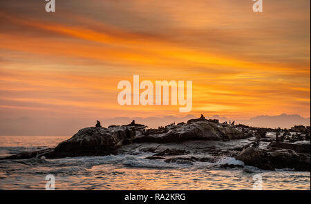 Dichtungen Silhouetten auf Sunrise Hintergrund. Seal Island auf den Sonnenaufgang. Kap Fell Dichtung (Arctocephalus pusilus). Die False Bay, Südafrika Stockfoto