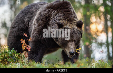 Erwachsene Männchen von Braunbär in den Wald bei Sonnenuntergang. Close up Portrait. Wissenschaftlicher Name: Ursus arctos. Natürlicher Lebensraum. Stockfoto
