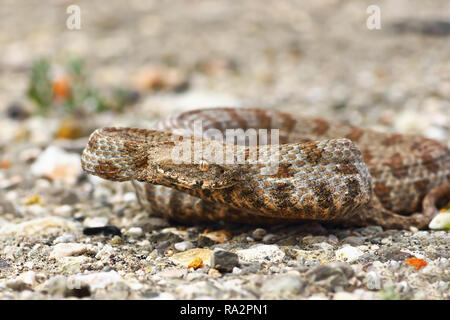 Aggressive stumpfen Nase Viper bereit zum Streik (Macrovipera lebetina wegen, der Addierer aus Insel Milos, sehr selten giftige Schlange) Stockfoto