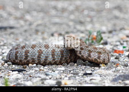 Aggressive Macrovipera lebetina Wegen, die seltenen Milos stumpfen Nase Viper, volle Länge Bild von reptile bereit zum Streik Stockfoto