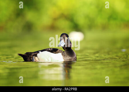 Drake cute Reiherente (Aythya fuligula) Schwimmen auf dem See Oberfläche Stockfoto