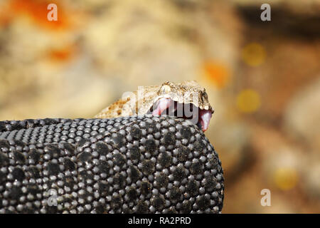 Gefährliche milos Viper beißen auf herpetologe Handschuh (Macrovipera lebetina Wegen) Stockfoto