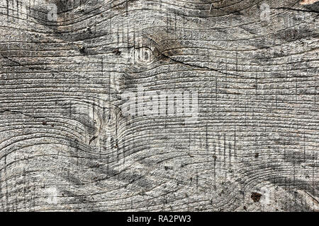 Ulmenholz board Textur, alte hölzerne Plank (Ulmus procera) Stockfoto