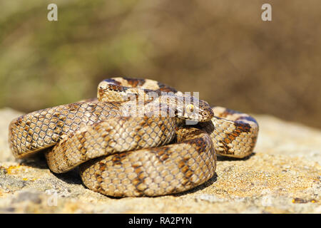 Volle Länge juvenile Cat snake Sonnenbaden auf einem Felsen in der natürlichen Umwelt (Telescopus Fallax) Stockfoto