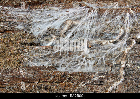 Pilzmyzel morschem Holz Balken (Hausschwamm, Serpula lacrymans und meine funguc, Fibroporia vaillantii) Stockfoto