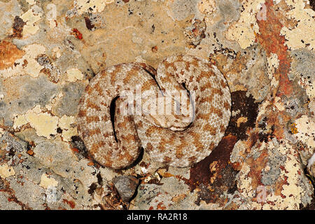 Klage wegen Macrovipera lebetina (stumpfen Nase Viper oder Milos Addierer) Sonnenbaden auf einem Felsen in der natürlichen Umwelt, volle Länge Reptil Stockfoto