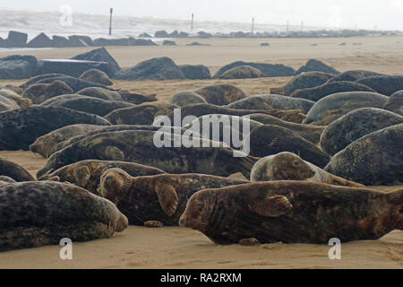 Grau Robbenkolonie am Horsey, Norfolk im November 2018 Stockfoto