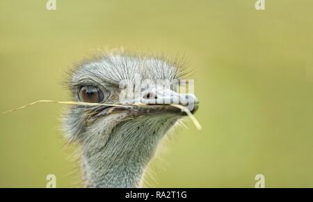 Porträt eines Strauß mit einem Grashalm im Schnabel weg schauen. Stockfoto