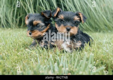 Zwei kleine Yorkshire Terrier Welpen in der Natur stellen. Hunde sitzen auf grünen Rasen, in die Kamera schaut, close-up. Stockfoto