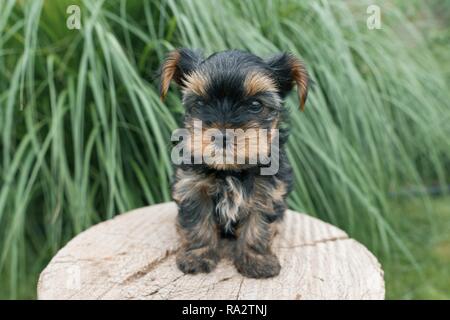 Kleine Welpen Yorkshire Terrier in der Natur Posing, close-up. Stockfoto