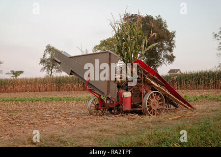 Paradies, PA, USA - Oktober 1, 2014: Komplett mit Stahlfelgen, ein Mais Ernte Maschine durch Amish Farmers gestaltete und von Maultieren gezogen erwartet Sie in einem f Stockfoto