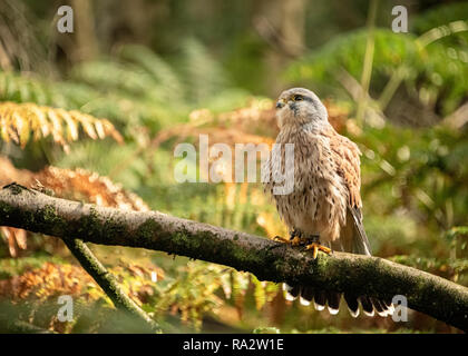 UK, Sherwood Forrest, Nottinghamshire Greifvögel Veranstaltung - Stockfoto