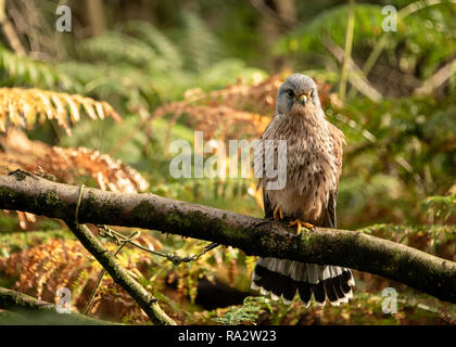 UK, Sherwood Forrest, Nottinghamshire Greifvögel Veranstaltung - Stockfoto