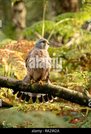 UK, Sherwood Forrest, Nottinghamshire Greifvögel Veranstaltung - Stockfoto