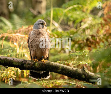 UK, Sherwood Forrest, Nottinghamshire Greifvögel Veranstaltung - Stockfoto