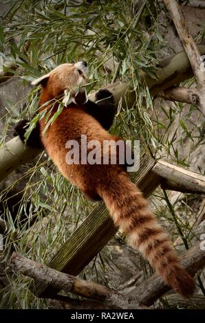 ROTER PANDA Stockfoto